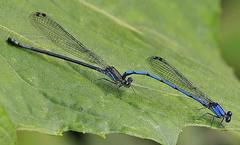 Argia medullaris