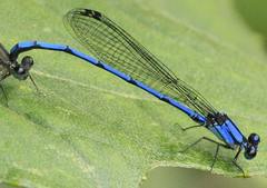 Argia medullaris