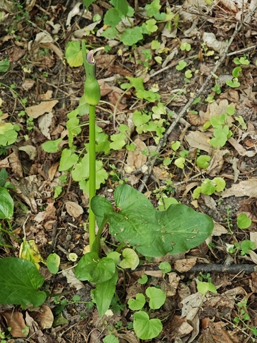 Arum rupicola, photograph 2