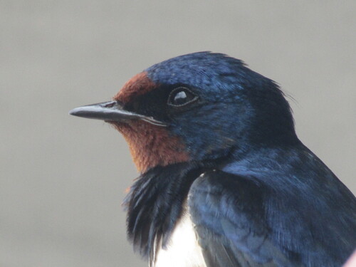 Golondrina común (Hirundo rustica)