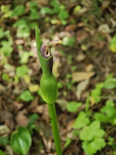 Arum rupicola, photograph 3