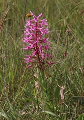 Disa nervosa