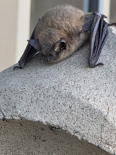 Little Brown Bat observed by winature
