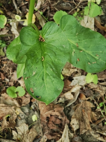Arum rupicola, photograph 4