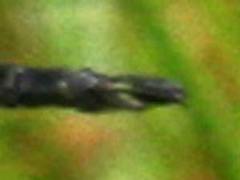 Rhionaeschna joannisi