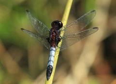 Erythrodiplax melanorubra