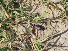Harpalus