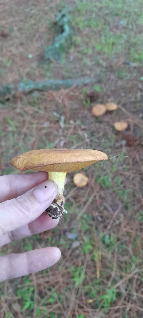 Suillus granulatus · May 2026 · photo: © rafaperazzolo (iNaturalist, cc-by)