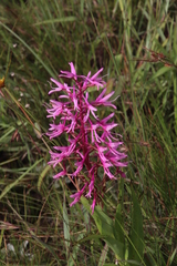 Disa nervosa