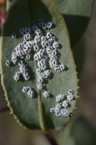 Trialeurodes merlini · iNaturalist