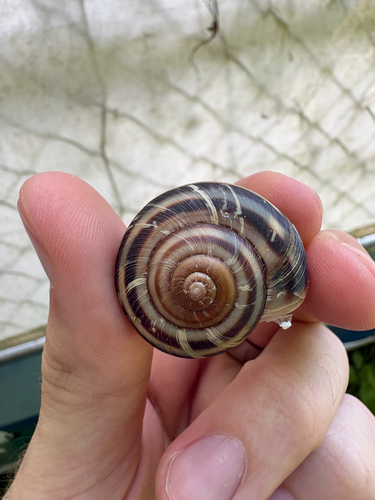 Euhadra peliomphala