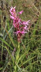 Disa nervosa