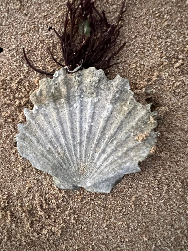 Pecten fumatus