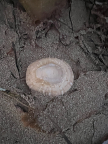 Cellana tramoserica