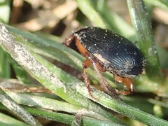 Harpalus