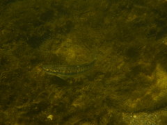 Phoxinus septimaniae