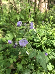 Phacelia bipinnatifida