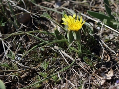Takhtajaniantha austriaca