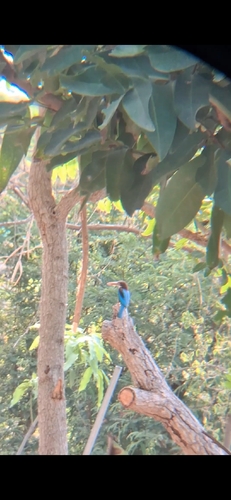 White-throated Kingfisher