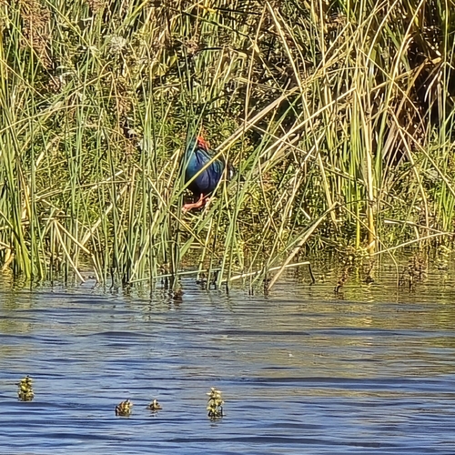 iNaturalist image