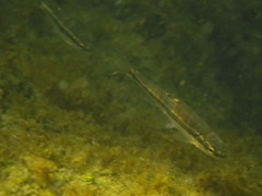 Phoxinus septimaniae