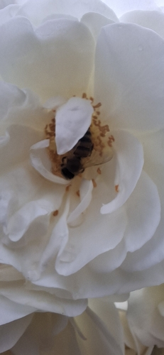 Western Honey Bee