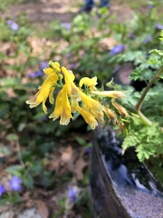 Corydalis heterocarpa