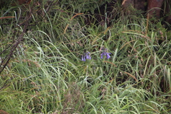 Agapanthus inapertus