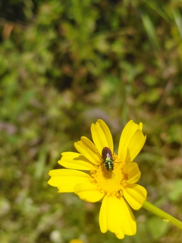 Anthaxia bicolor