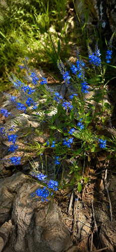 Veronica orientalis, photograph 2