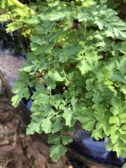 Corydalis heterocarpa