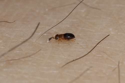 Neodusmetia sangwani, 2026-05-09