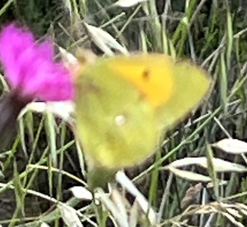 Clouded Yellow