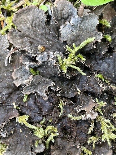 scaly pelt lichen