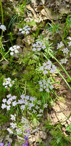 Coriandrum sativum, photograph 4