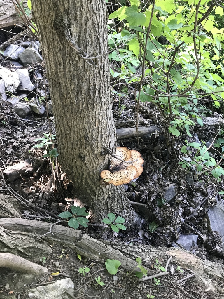 Dryad's Saddle · May 2026 · photo: Photo: no rights reserved · iNaturalist