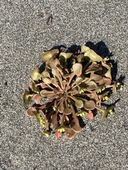Claytonia rubra