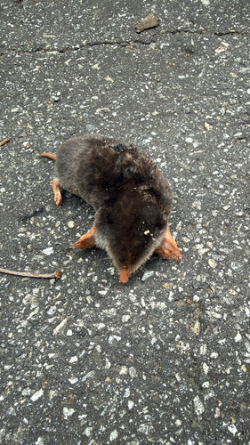 Eastern Mole observed by sdrankins