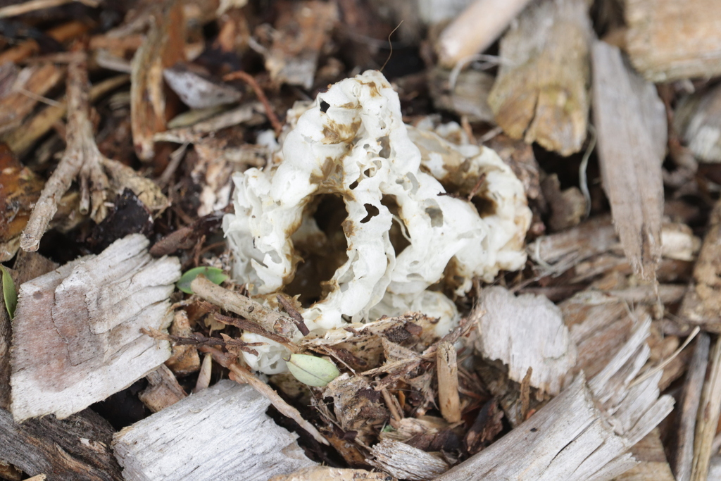 Ileodictyon cibarium · April 2026 · photo: © sam-rajnikant (iNaturalist, cc-by)