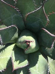 Agave shawii shawii
