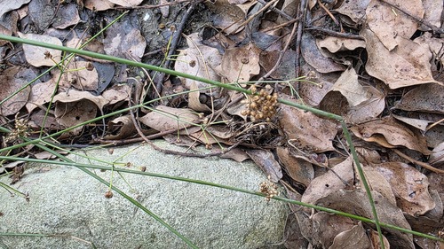 Juncus decipiens, photograph 2