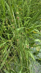 Juncus decipiens, photograph (c) 胡正恆(Jackson Hu), some rights reserved (CC BY)