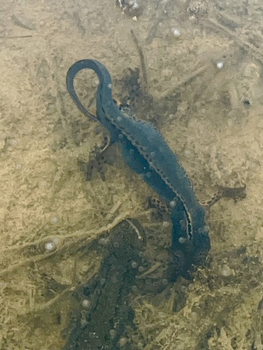 Alpine Newt