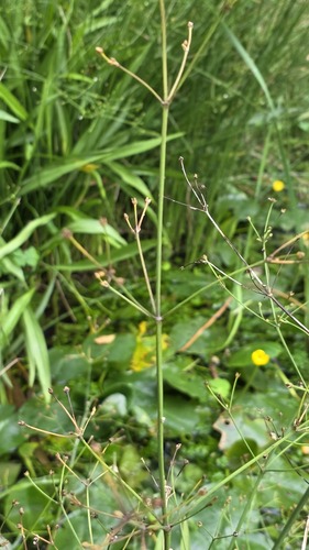 Juncus decipiens, photograph 1