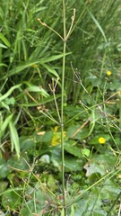 Juncus decipiens, photograph (c) 胡正恆(Jackson Hu), some rights reserved (CC BY)