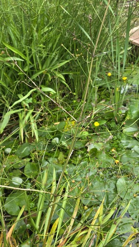 Juncus decipiens, photograph 4