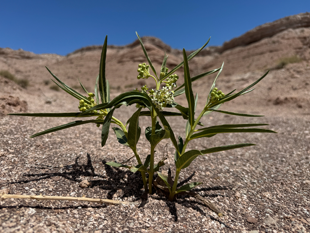 Asclepias labriformis; photograph (c) Parker James Lloyd, some rights reserved (CC BY)