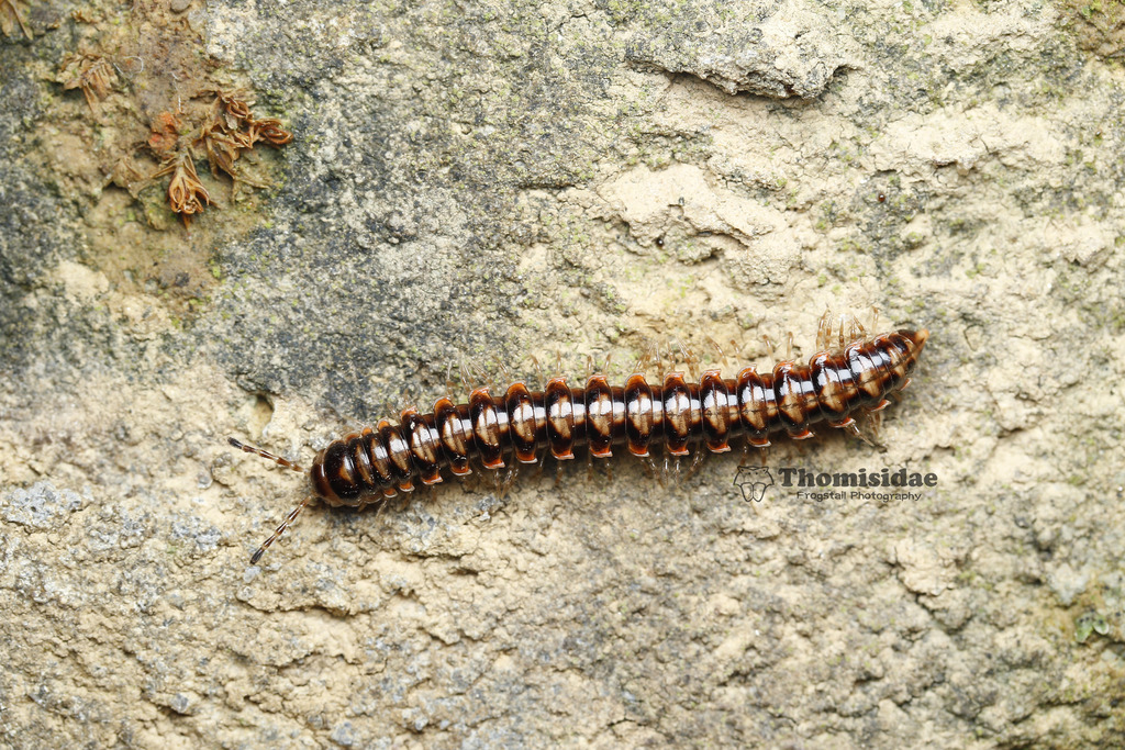 Nedyopus picturatus