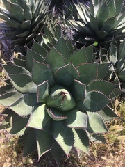 Agave shawii shawii