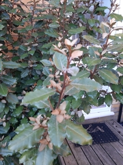 Elaeagnus × ebbingei